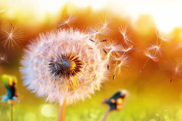 Allergies